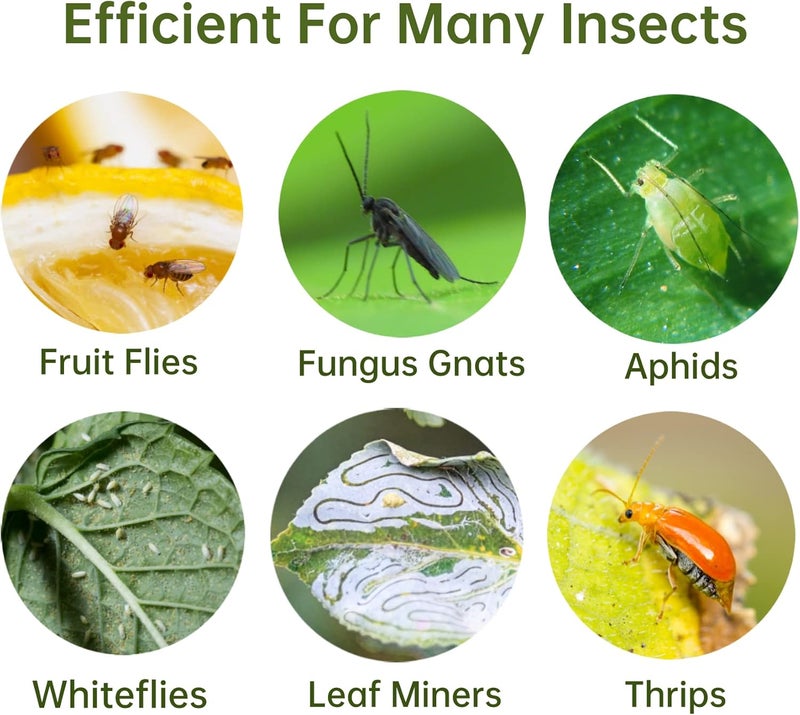 Stingmon 96 Pack Fruit Fly Trap for Indoors, Fungus Gnat Killer Indoor Sticky Traps for Mosquito, Bug Insect Catcher Killer for Houseplant - Image 5