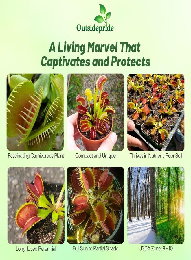 Outsidepride Venus Flytrap Seeds - 10 Pcs Perennial, Unique & Carnivorous, Indoor Plant Seeds for House Plants, Easy to Grow & Low Maintenance, Ideal for Terrariums, Pots, & Non-Winter Hardy Zones - Image 2