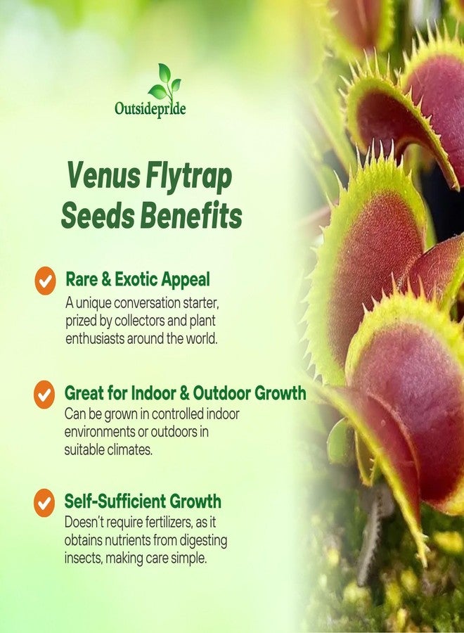Outsidepride Venus Flytrap Seeds - 10 Pcs Perennial, Unique & Carnivorous, Indoor Plant Seeds for House Plants, Easy to Grow & Low Maintenance, Ideal for Terrariums, Pots, & Non-Winter Hardy Zones - Image 3