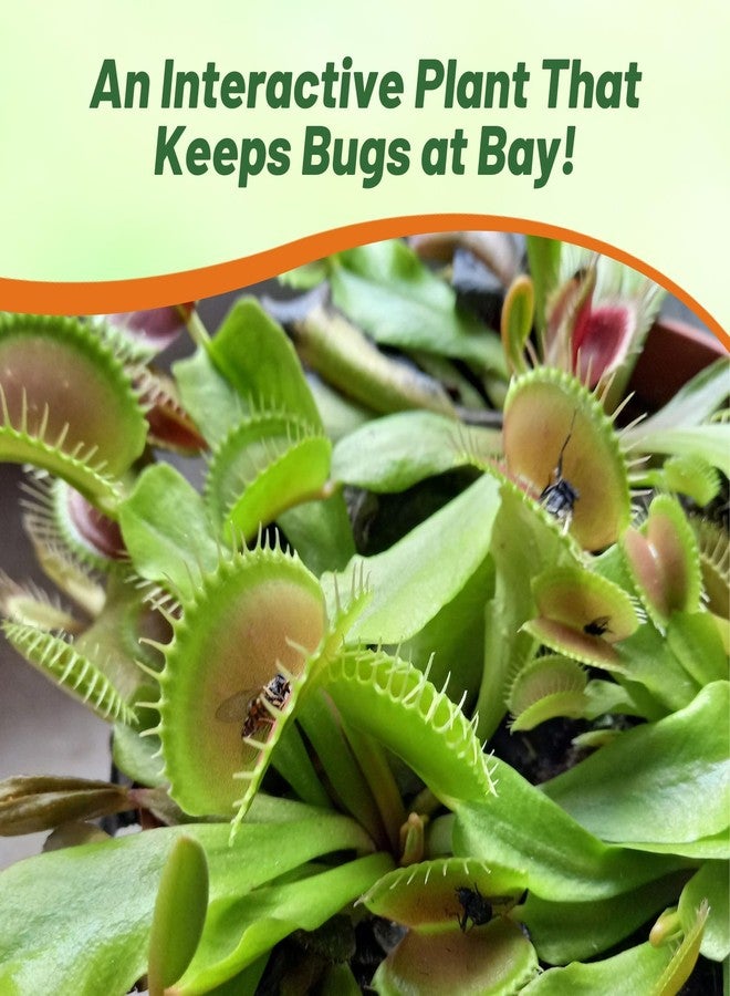 Outsidepride Venus Flytrap Seeds - 10 Pcs Perennial, Unique & Carnivorous, Indoor Plant Seeds for House Plants, Easy to Grow & Low Maintenance, Ideal for Terrariums, Pots, & Non-Winter Hardy Zones - Image 5