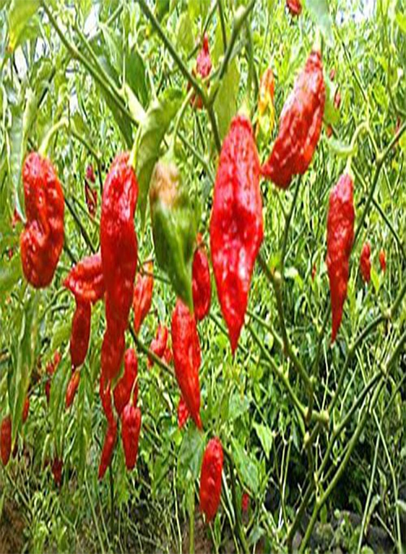 GGOOT - Bhut Jolokia Red Hot Chilli Pepper 50 pcs seeds Vegetable/Fruit Seeds - Image 3