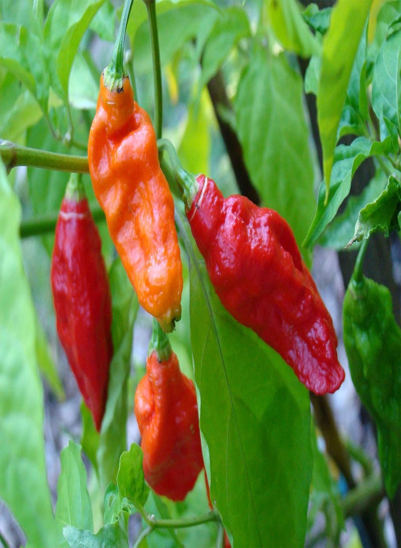 GGOOT - Bhut Jolokia Red Hot Chilli Pepper 50 pcs seeds Vegetable/Fruit Seeds - Image 2