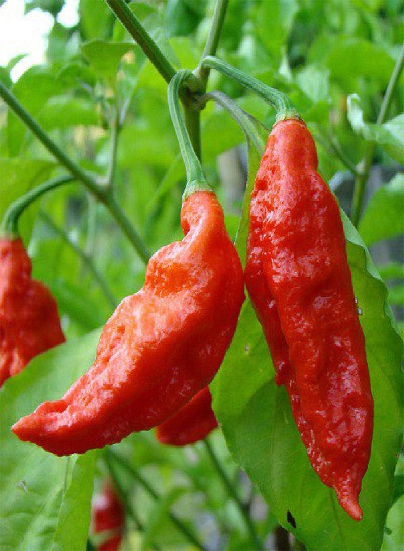 GGOOT - Bhut Jolokia Red Hot Chilli Pepper 50 pcs seeds Vegetable/Fruit Seeds - Image 1