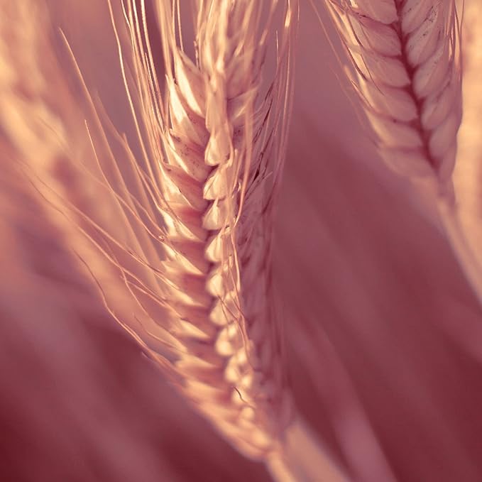 Naissance Vitamin E Oil No 807 100ml for Skin Face Hair Growth Scalp Nails Cuticles Scars Natural Plantbased - Image 2