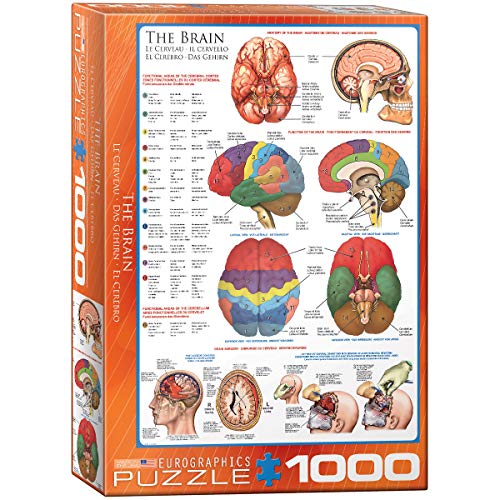 EuroGraphics Human Body (The Brain) 1000 Piece Puzzle - Image 1