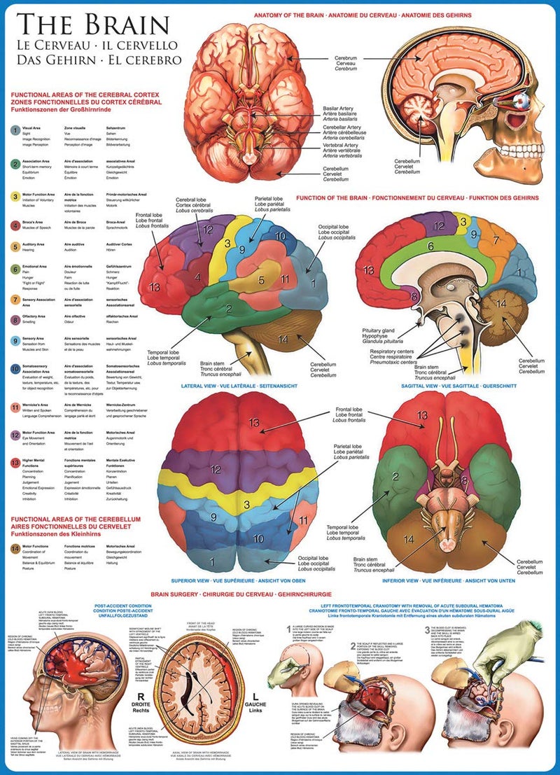 EuroGraphics Human Body (The Brain) 1000 Piece Puzzle - Image 2