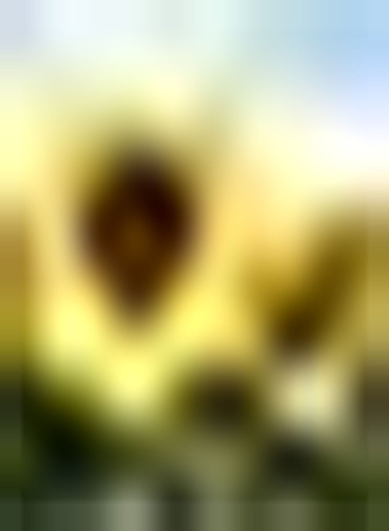 GGOOT 100pcs Gele Zonnebloempitten Jaarlijkse Kruiden Voor Beginners Geweldig Voor Beginners Om Spice Up Indoor En Outdoor Decoraties - Image 2