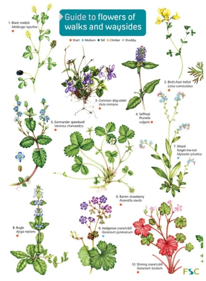 Guide to flowers of walks and waysides : OP176 