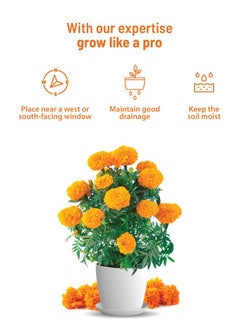 POT & BLOOM Pot and Bloom Gardening Kit - Marigold Kit. Perfect for Home Garden, Includes - Seeds, Garden Pot, Potting Mix, Nutrition & Protection Spray. Gardening Tools Kit For Home Garden, Home Garden Set,  - Image 5