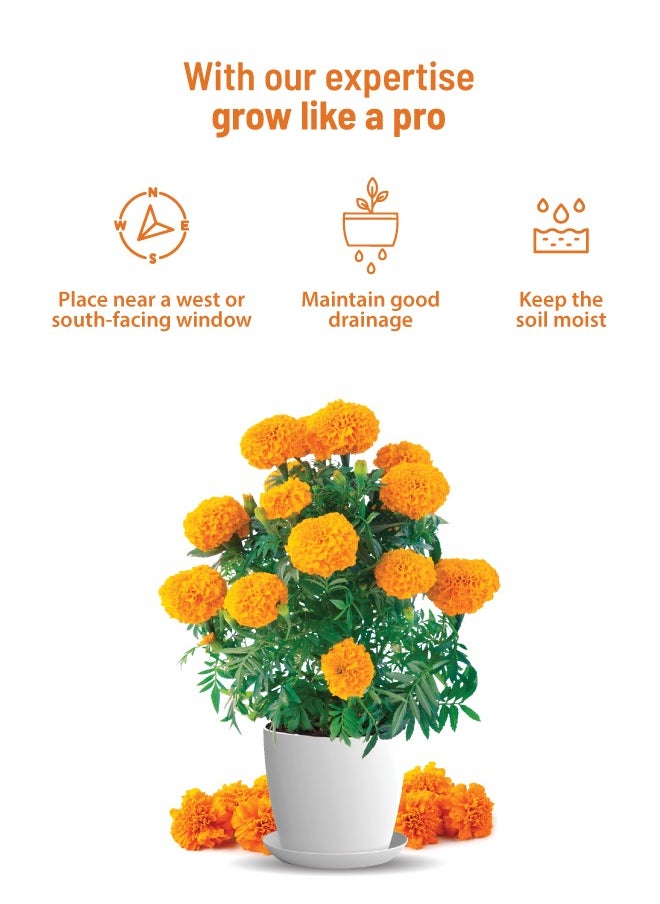 POT & BLOOM Pot and Bloom Gardening Kit - Marigold Kit. Perfect for Home Garden, Includes - Seeds, Garden Pot, Potting Mix, Nutrition & Protection Spray. Gardening Tools Kit For Home Garden, Home Garden Set,  - Image 5