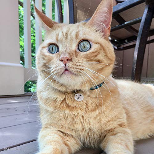 Coastal Elasta Cat® Reflective Safety Stretch Collar - Image 4