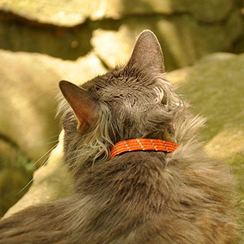 Coastal Elasta Cat® Reflective Safety Stretch Collar - Image 3