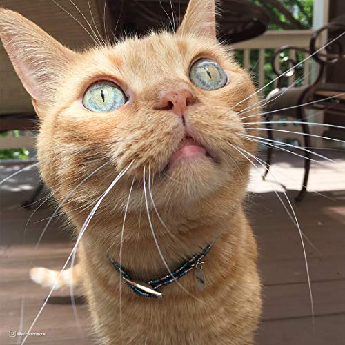 Coastal Elasta Cat® Reflective Safety Stretch Collar - Image 5