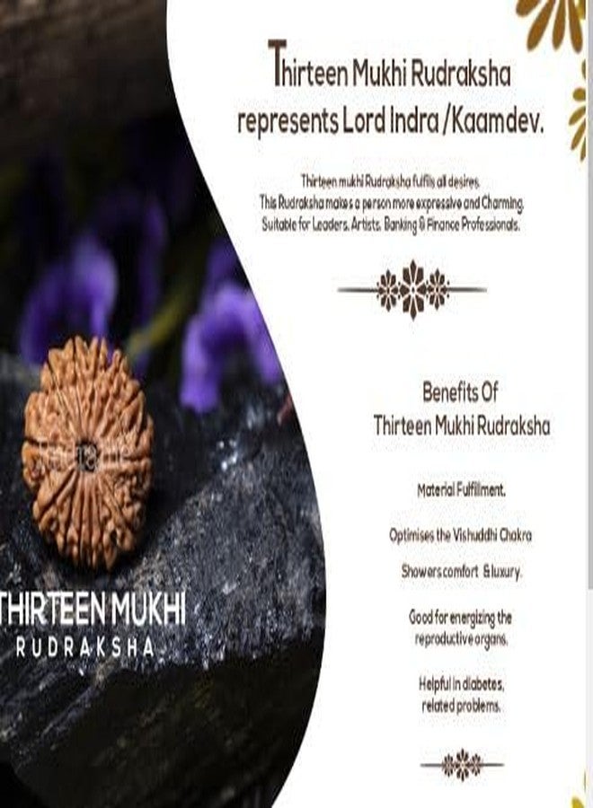 Trinetra Gems 13 Face Rudraksha Pure Thirteen Mukhi Rudraksha 13 मुखी रुद्राक्ष नेपाली ओरिजनल 13 Mukhi Rudraksha Original Certified Nepali Terah Mukhi Rudraksha Indra Rudraksha Tera Mukhi Rudraksh - Image 4