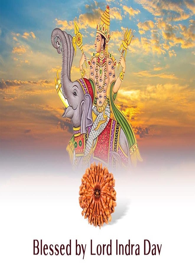 Trinetra Gems 13 Face Rudraksha Pure Thirteen Mukhi Rudraksha 13 मुखी रुद्राक्ष नेपाली ओरिजनल 13 Mukhi Rudraksha Original Certified Nepali Terah Mukhi Rudraksha Indra Rudraksha Tera Mukhi Rudraksh - Image 3
