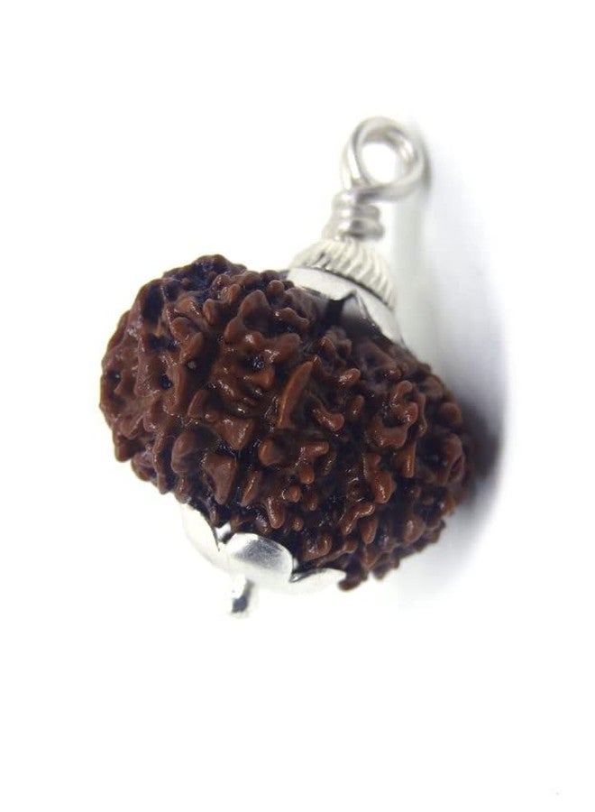 Trinetra Gems 13 Face Rudraksha Pure Thirteen Mukhi Rudraksha 13 मुखी रुद्राक्ष नेपाली ओरिजनल 13 Mukhi Rudraksha Original Certified Nepali Terah Mukhi Rudraksha Indra Rudraksha Tera Mukhi Rudraksh - Image 1
