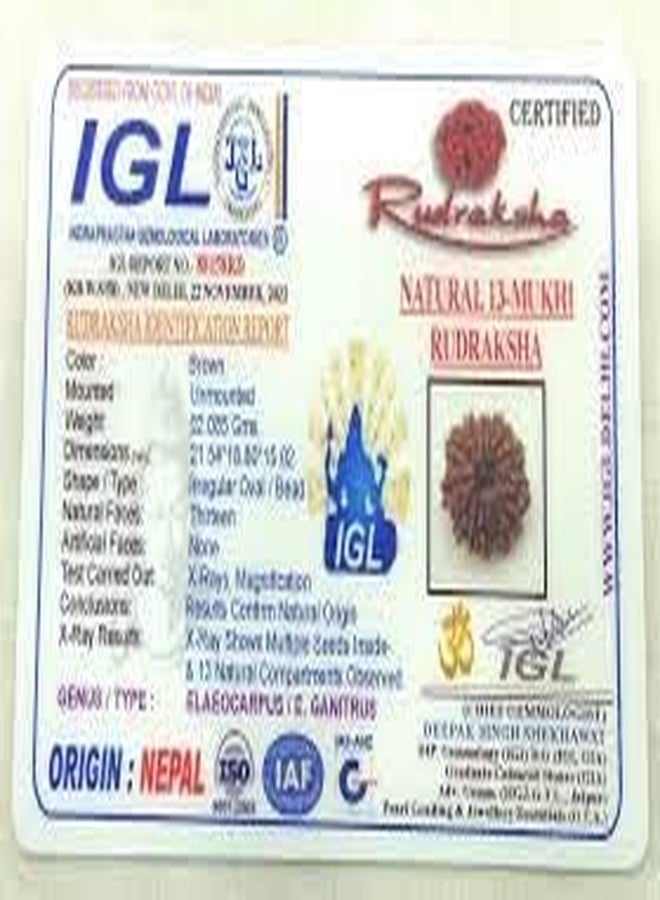 Trinetra Gems 13 Face Rudraksha Pure Thirteen Mukhi Rudraksha 13 मुखी रुद्राक्ष नेपाली ओरिजनल 13 Mukhi Rudraksha Original Certified Nepali Terah Mukhi Rudraksha Indra Rudraksha Tera Mukhi Rudraksh - Image 5