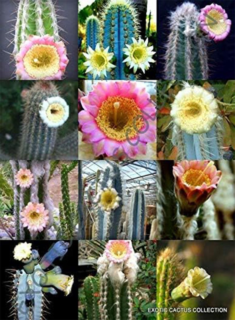 GGOOT Flowering PILOSOCEREUS Variety Mix Rare columnar Cacti Exotic Seed 20 Seeds