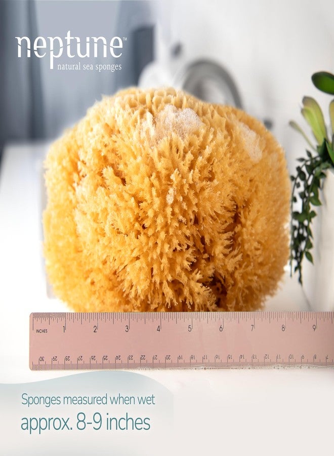 Neptune Caribbean Sea Sponge 2 Pack, Hand Cut, XXL, Approx. 8-9 inches - Image 2