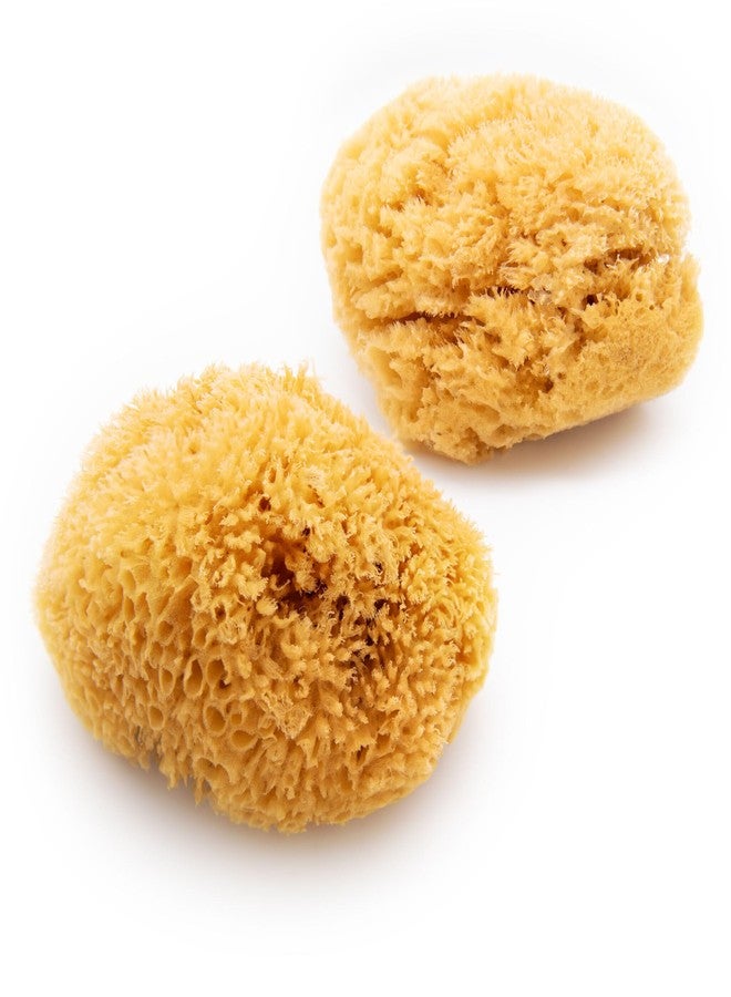 Neptune Caribbean Sea Sponge 2 Pack, Hand Cut, XXL, Approx. 8-9 inches - Image 1