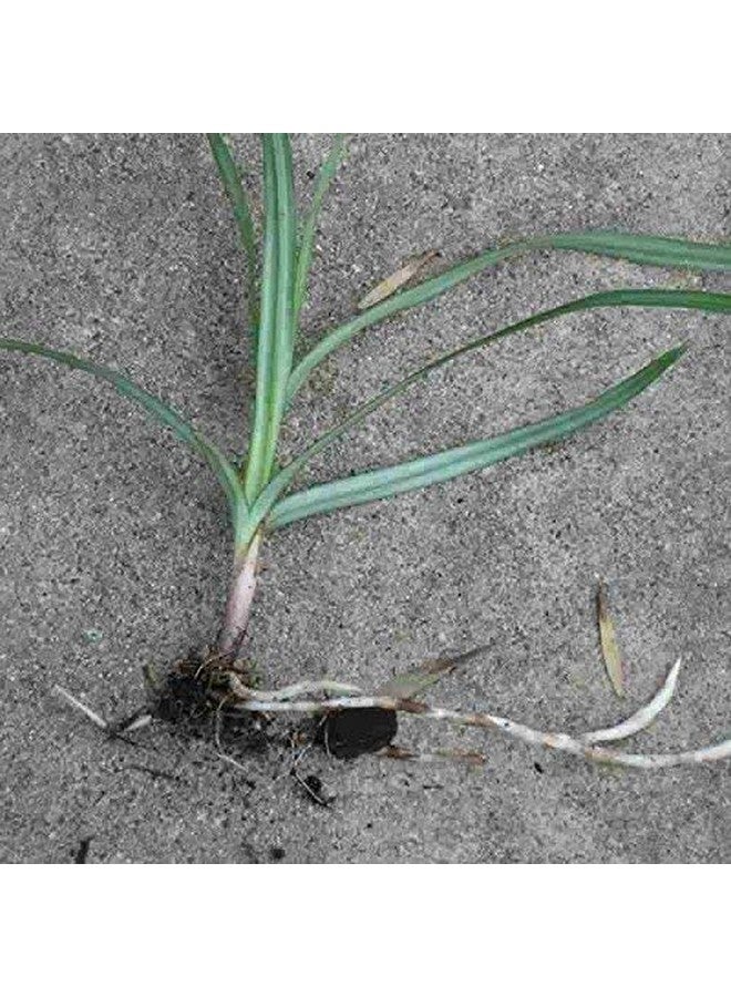 Neotea Korai Kilangu Powder | Cyperus Rotundus | Nagarmotha Nut Grass Root | Ayurvedic Herbal Rhizome | Boosts Immunity, Digestive Support, Skin Health, Hair Tone, Anti-Ulcer | Nutgrass Java Mustak 50 GM (Pack Of 10) - Image 5