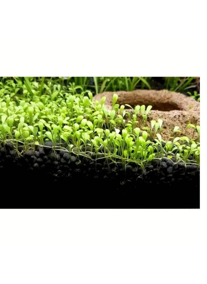 VAYINATO Ocean Free Aqua Grow Plant & Shrimp Soil | 3L  - Image 3