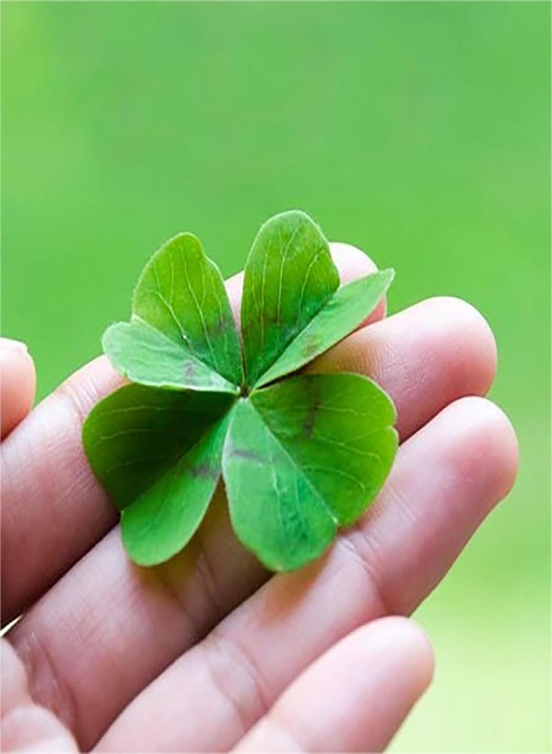 GGOOT 25 pcs Four Leaf Clover Plant Seeds, Lucky and Lovely Ornamental Plants for Home Garden Decoration - Image 4