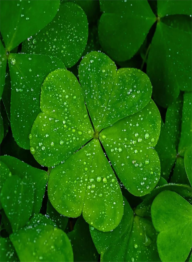 GGOOT 25 pcs Four Leaf Clover Plant Seeds, Lucky and Lovely Ornamental Plants for Home Garden Decoration - Image 2
