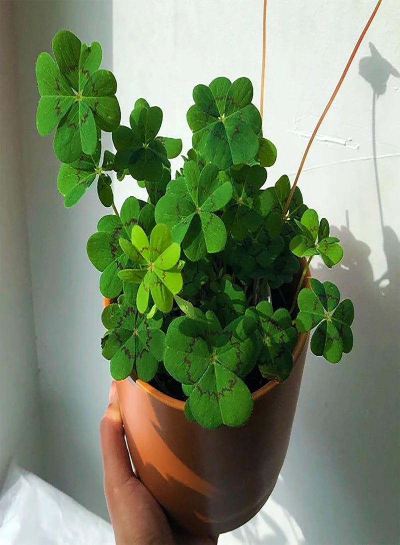 GGOOT 25 pcs Four Leaf Clover Plant Seeds, Lucky and Lovely Ornamental Plants for Home Garden Decoration - Image 3