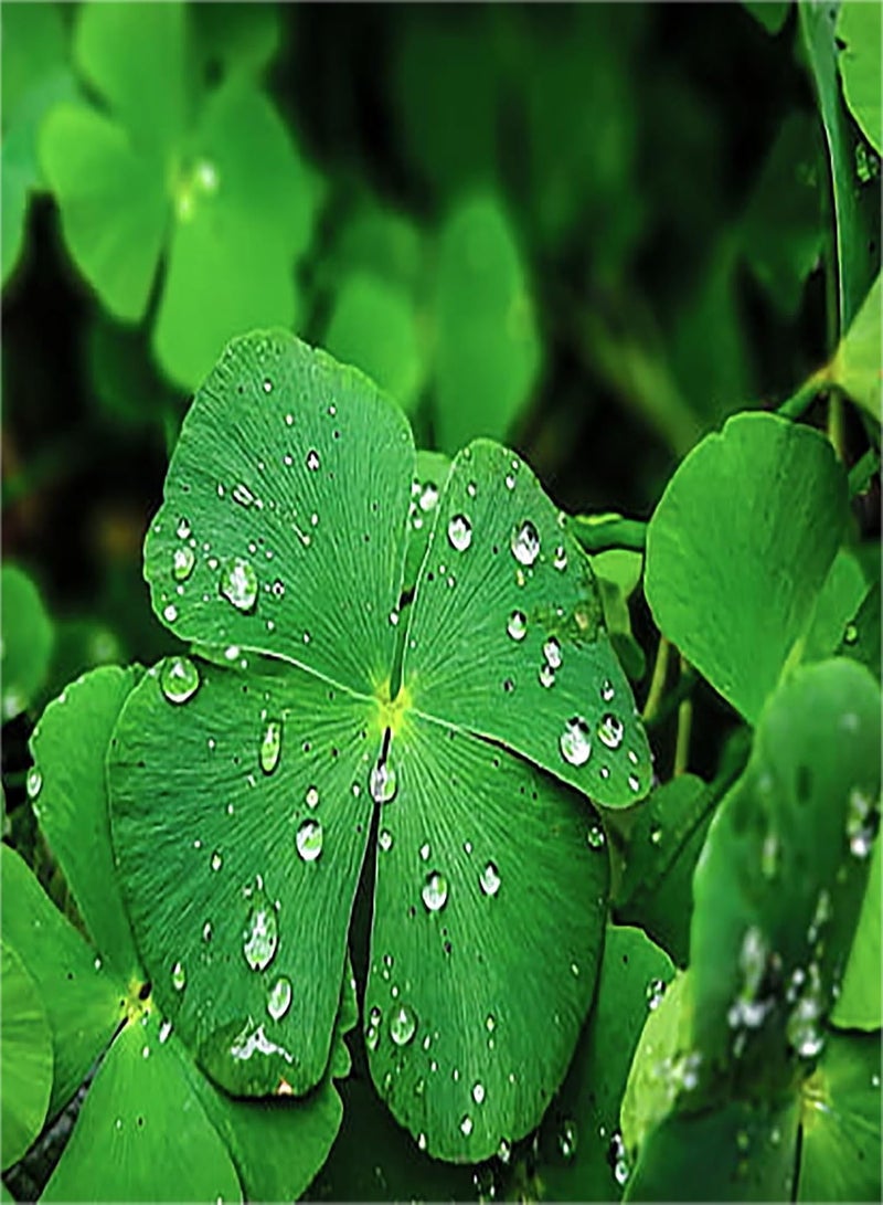 GGOOT 25 pcs Four Leaf Clover Plant Seeds, Lucky and Lovely Ornamental Plants for Home Garden Decoration - Image 5