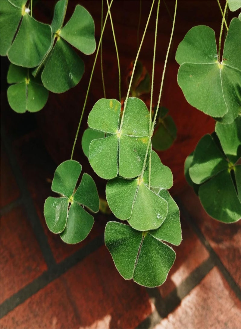 GGOOT 25 pcs Four Leaf Clover Plant Seeds, Lucky and Lovely Ornamental Plants for Home Garden Decoration - Image 1