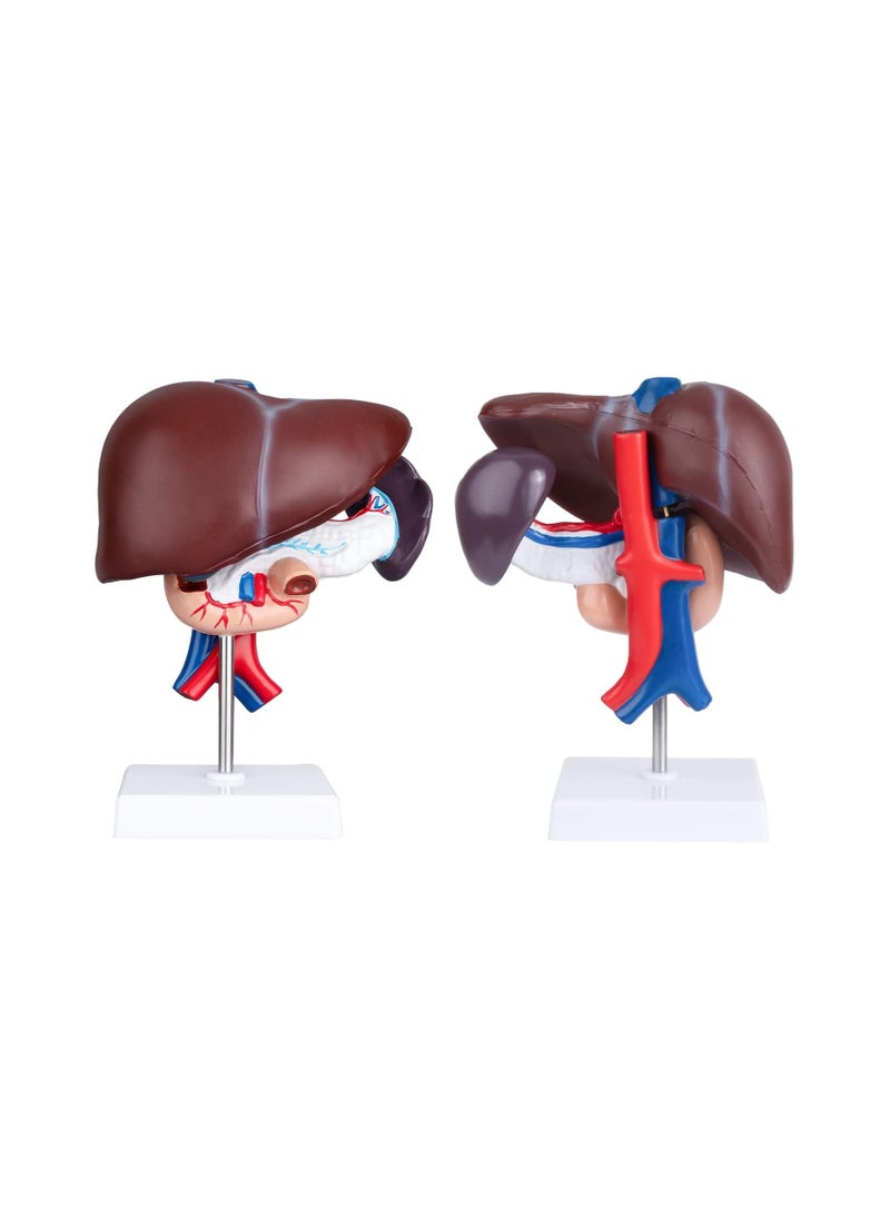 null - Human Liver Anatomical Model - Pancreas Pathology Model Educational Liver Anatomy - Image 1