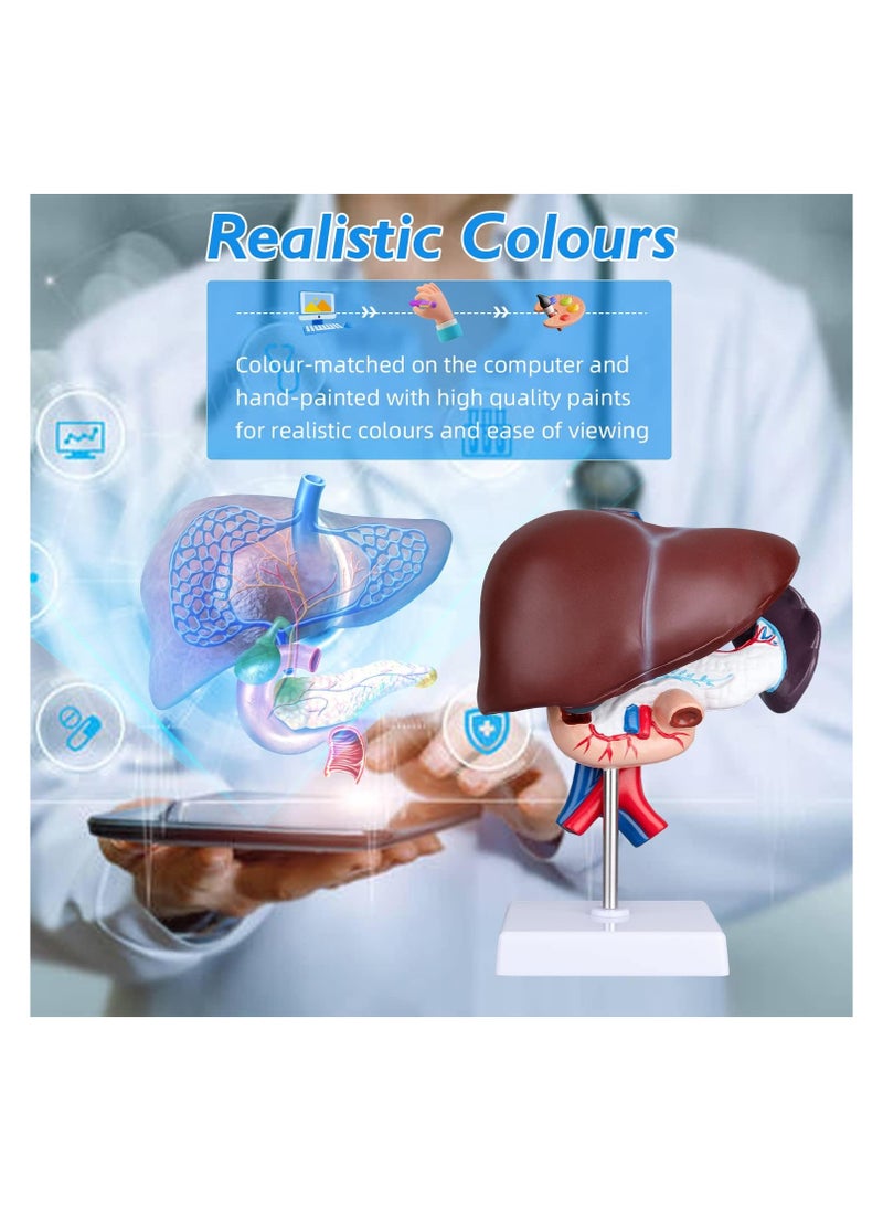 null - Human Liver Anatomical Model - Pancreas Pathology Model Educational Liver Anatomy - Image 1