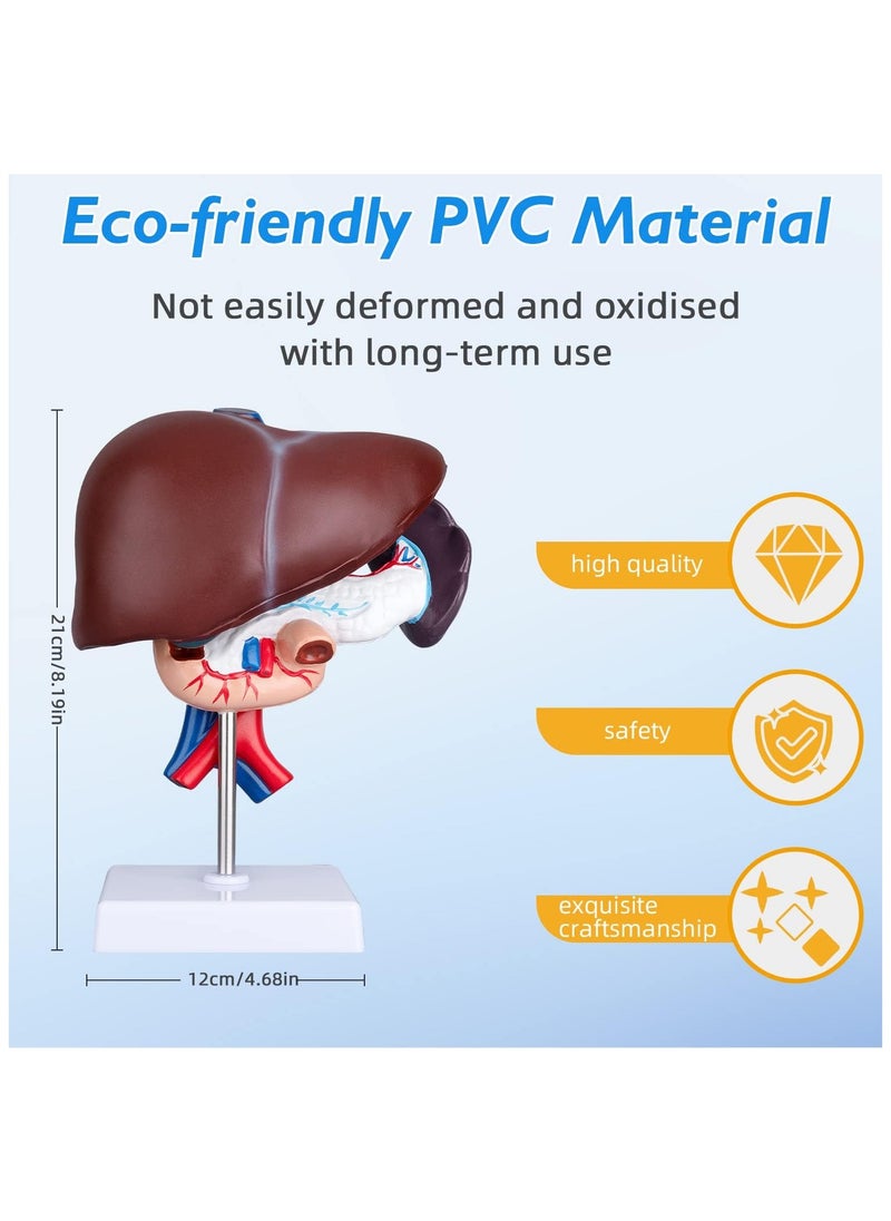 null - Human Liver Anatomical Model - Pancreas Pathology Model Educational Liver Anatomy - Image 1