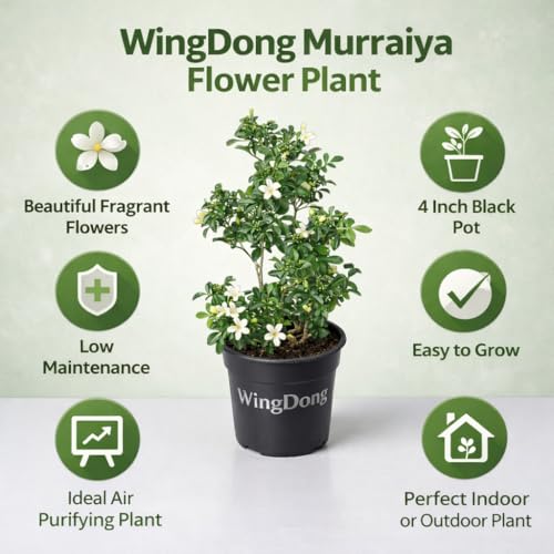 WingDong All Time Madhu Kamini (Murraya Paniculata) Live Flower Plant | Fragrant White Flowers | Indoor Outdoor Plant | Low Maintenance Evergreen Shrub | 4 Inch Pot (Height 1.5-2.5 Feet) - Image 2