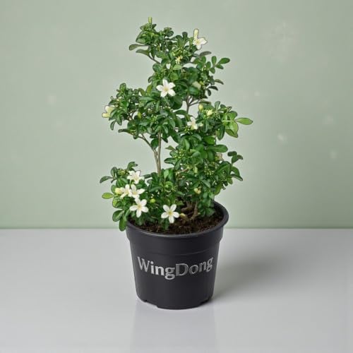 WingDong All Time Madhu Kamini (Murraya Paniculata) Live Flower Plant | Fragrant White Flowers | Indoor Outdoor Plant | Low Maintenance Evergreen Shrub | 4 Inch Pot (Height 1.5-2.5 Feet) - Image 1