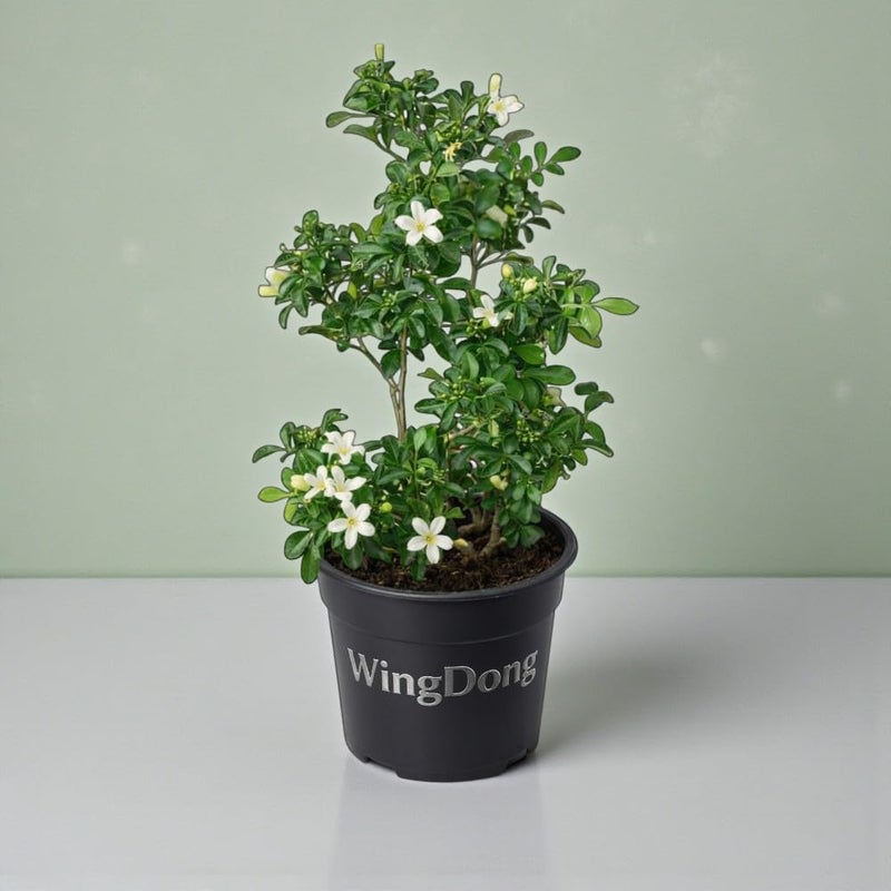 WingDong All Time Madhu Kamini (Murraya Paniculata) Live Flower Plant | Fragrant White Flowers | Indoor Outdoor Plant | Low Maintenance Evergreen Shrub | 4 Inch Pot (Height 1.5-2.5 Feet) - Image 3