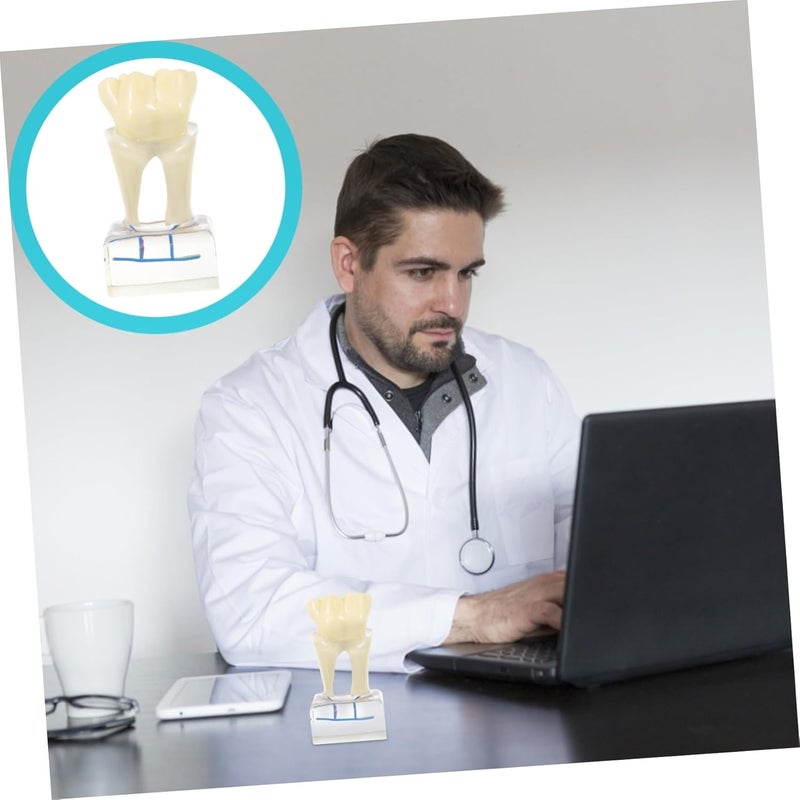 PartyKindom Dental Teeth Model For Teaching Anatomy Oral Care Patient Education - Image 5