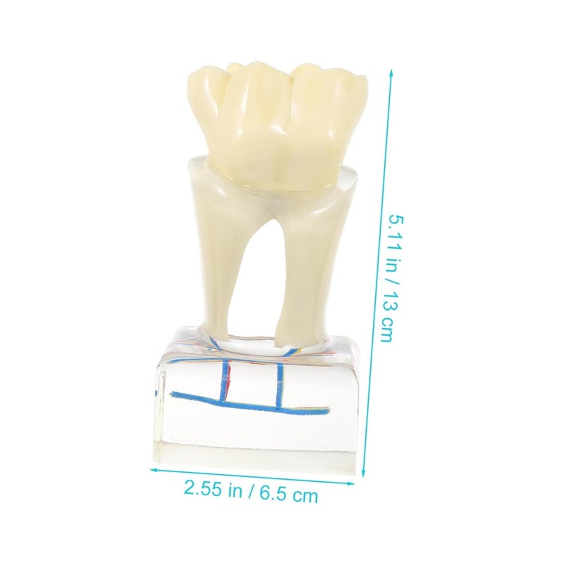 PartyKindom Dental Teeth Model For Teaching Anatomy Oral Care Patient Education - Image 3