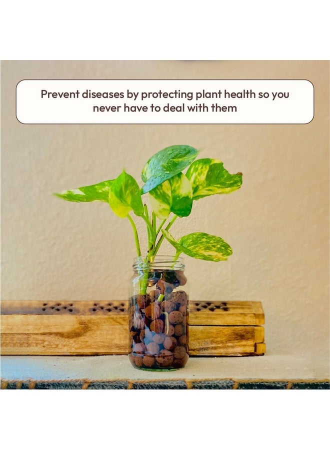 Ugaoo LECA Balls for Plants 1.8 kgs/ 6 Liter- Clay Balls for Plants, Hydroponics and Soilless Gardening-Improves Plant Growth, Aeration, and Drainage (Size: 8-15 mm) - Image 2