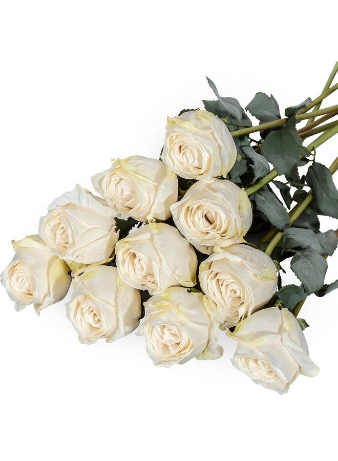 زونور زهور الورد الاصطناعية، زهور حرير واقعية ذات حافة محروقة، وردة عتيقة ذات ساق طويلة لتزيين باقات الزهور في المنزل وحفلات الزفاف (10 قطع، أبيض) - Image 1