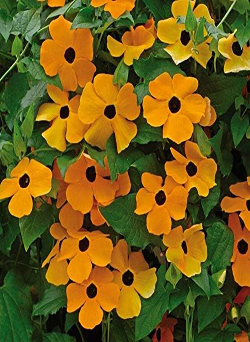 GGOOT Black Eyed Susan - Thunbergia Alata Flower Seeds, Orange Blooms Home Garden Planting by Heavy Torch, 15 Seeds
