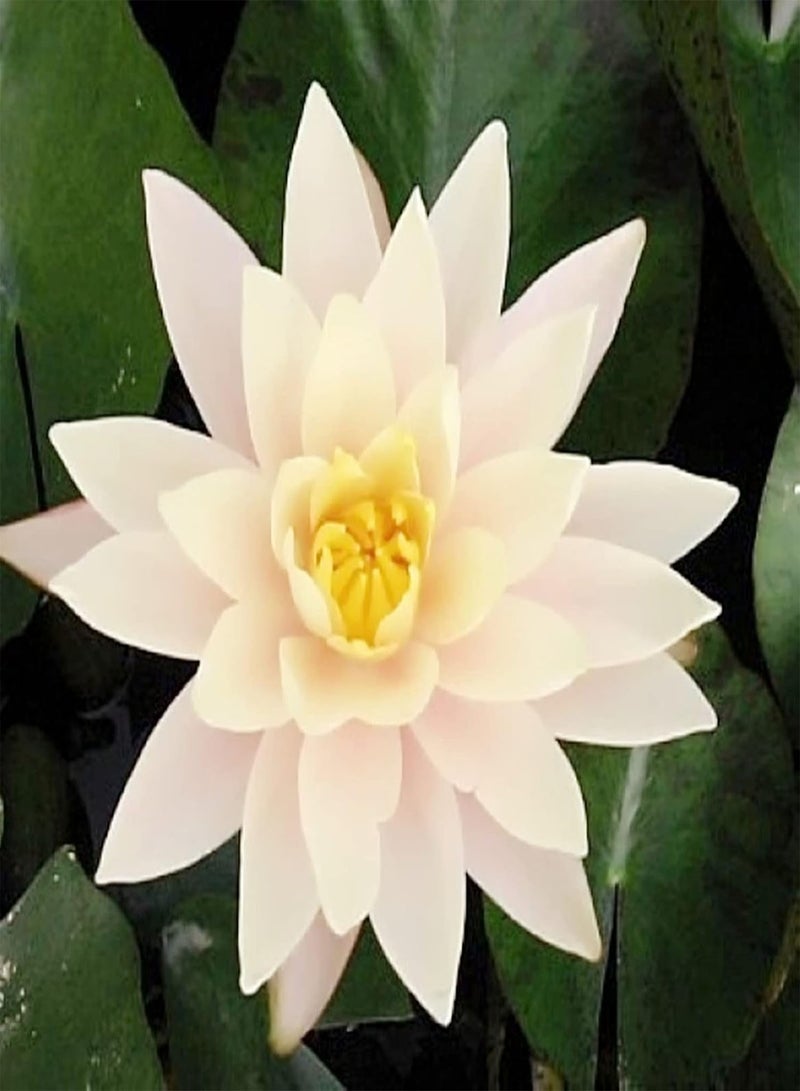 GGOOT Natural Water Lily,Suitable for hydroponics,Water Lily Seeds,Ornamental Flowers, Beautiful Big Flower,Long Flowering period-50 PCS,3