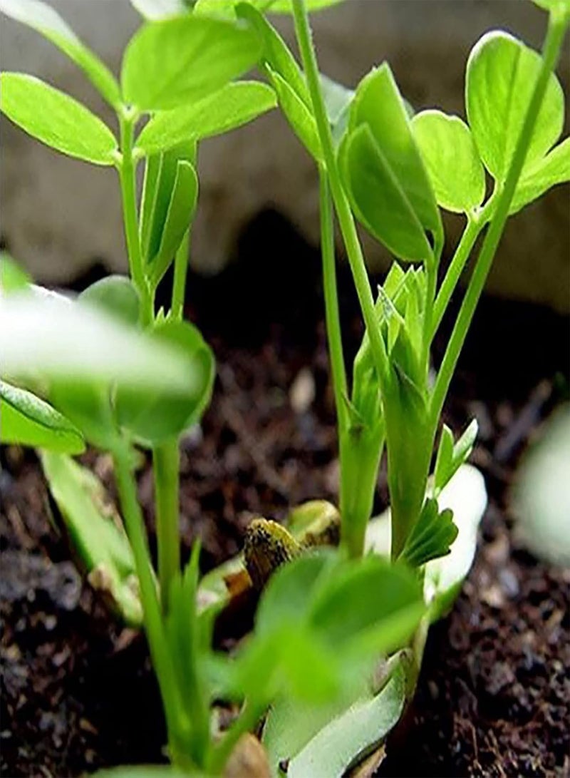 GGOOT Flower Seeds for Planting 10Pcs/Bag Red Peanut Seeds Natural Edible Fast-Growing Annual Prolific Arachis Hypogaea Seedlings for Outdoor Food Seeds Safe for - Image 2