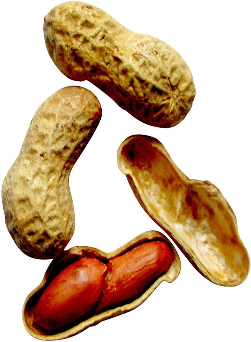 GGOOT Flower Seeds for Planting 10Pcs/Bag Red Peanut Seeds Natural Edible Fast-Growing Annual Prolific Arachis Hypogaea Seedlings for Outdoor Food Seeds Safe for - Image 5