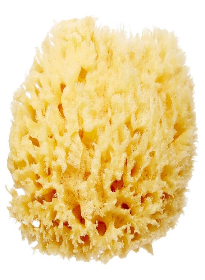 HartFelt Delicate Skin Wool Sea Sponge 4 in | Real Natural Sponges for Body and Face Gentle Care | Luxurious Lather - Image 1