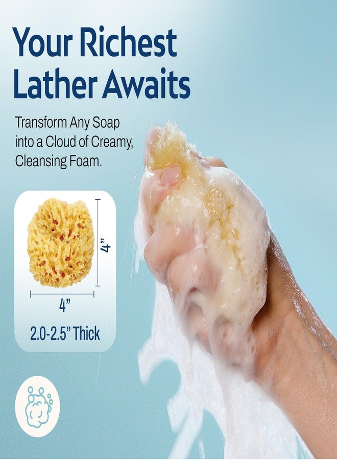 HartFelt Delicate Skin Wool Sea Sponge 4 in | Real Natural Sponges for Body and Face Gentle Care | Luxurious Lather - Image 5