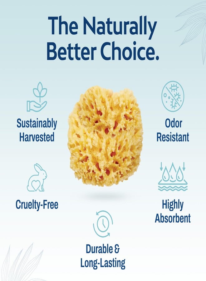 HartFelt Delicate Skin Wool Sea Sponge 4 in | Real Natural Sponges for Body and Face Gentle Care | Luxurious Lather - Image 4