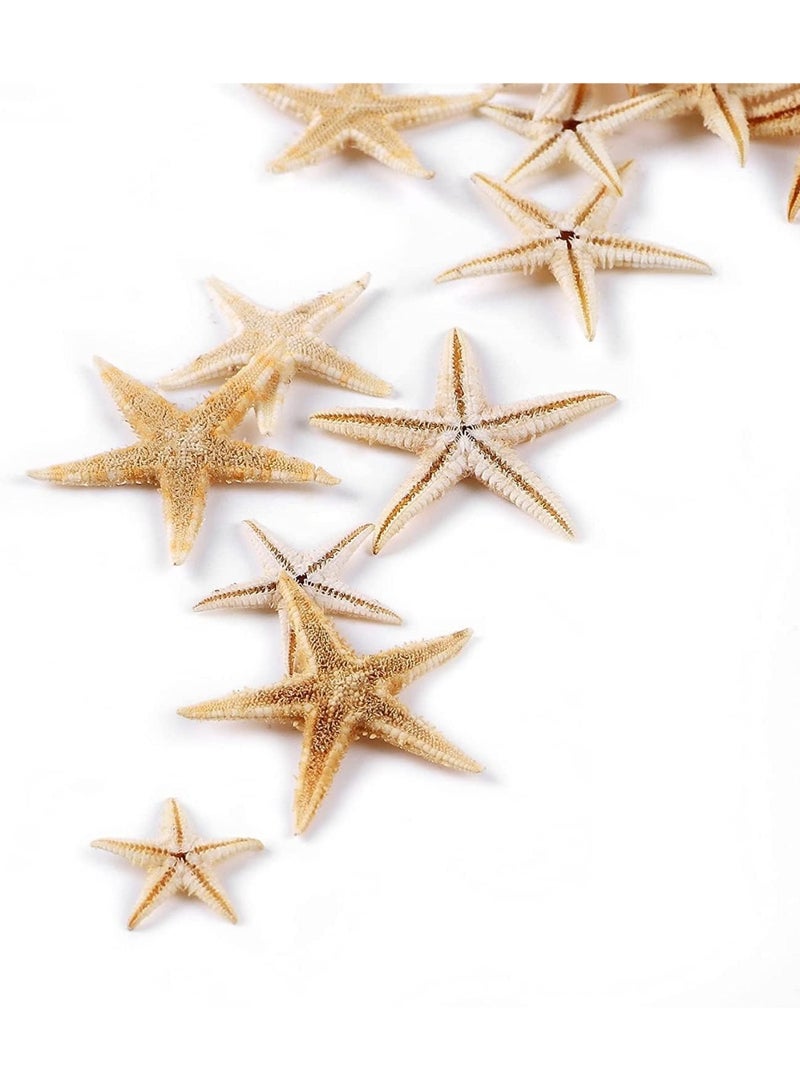 100 Pcs Small Starfish Star Sea Shell Beach for Craft, 0.4""-1.9""Starfish, Easily Be Spray Painted, Full of Festival Atmosphere, for Wedding Decor, Beach Theme Party, Home Decoration - Image 5