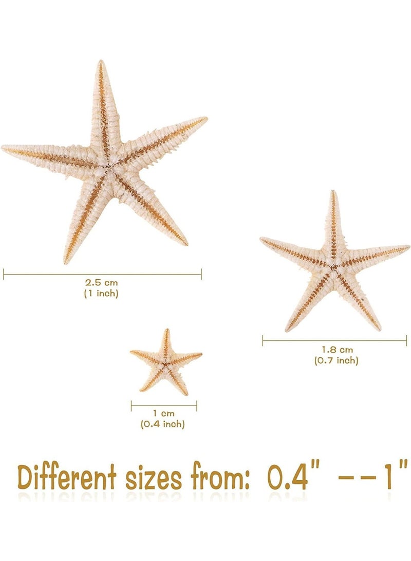 100 Pcs Small Starfish Star Sea Shell Beach for Craft, 0.4""-1.9""Starfish, Easily Be Spray Painted, Full of Festival Atmosphere, for Wedding Decor, Beach Theme Party, Home Decoration - Image 2